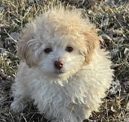Photo of ADOPTION PENDING Murphy