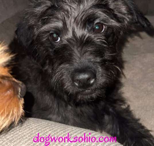 Photo of Nala