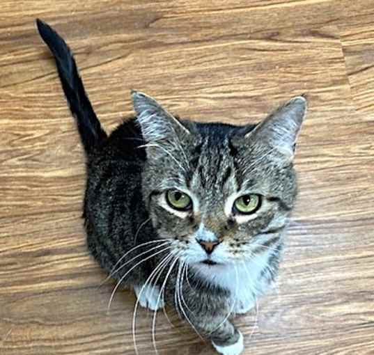 Photo of Tigs