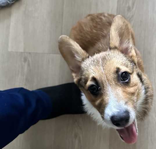 Photo of Reggie