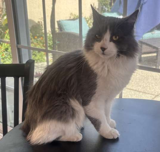 Photo of Linus
