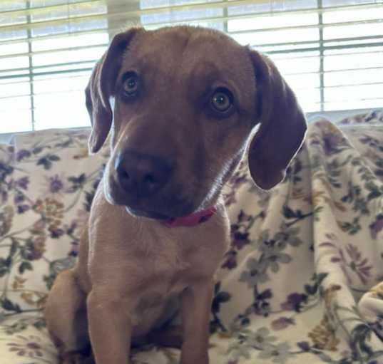 Photo of Snickerdoodle