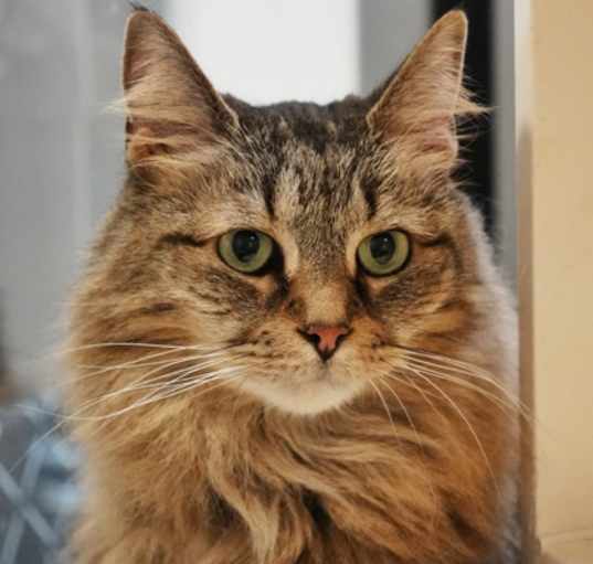 Photo of Cipher Jade 56712