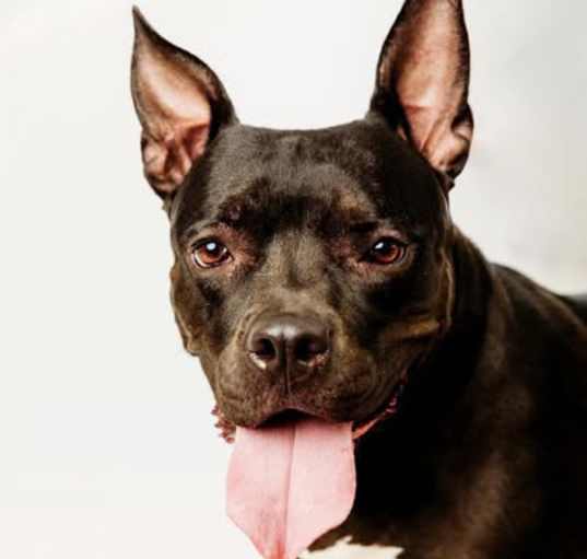 Photo of Penny