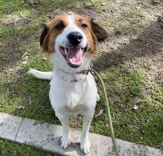 Photo of Sammy