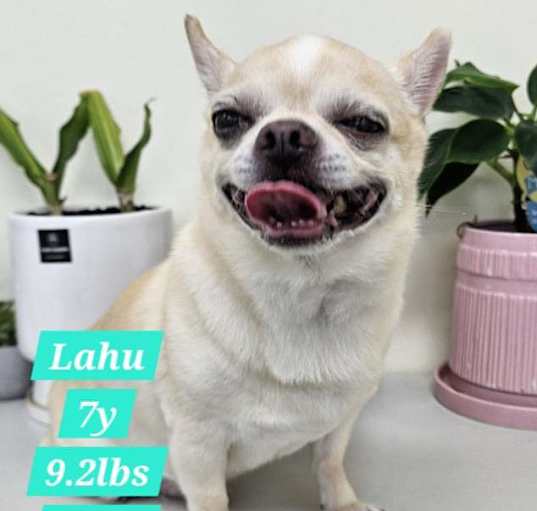 Photo of Lahu
