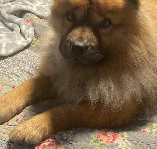 Photo of Rascal
