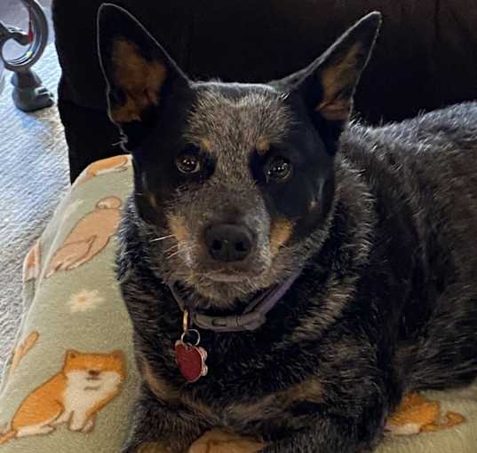 Photo of Coorah