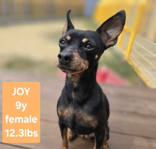 Photo of Joy