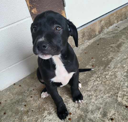 Photo of Poppy 1244