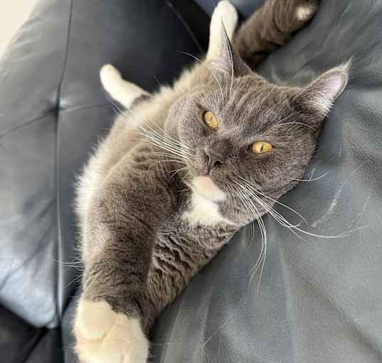 Photo of Meeko