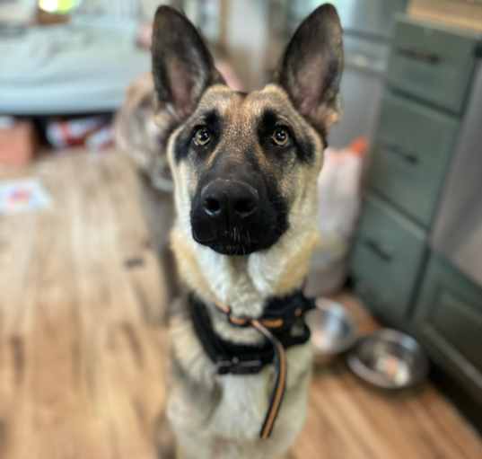 Photo of Lady