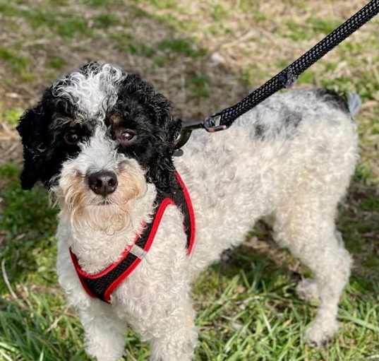 Photo of Cookie