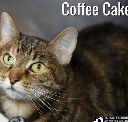 Photo of Coffee Cake