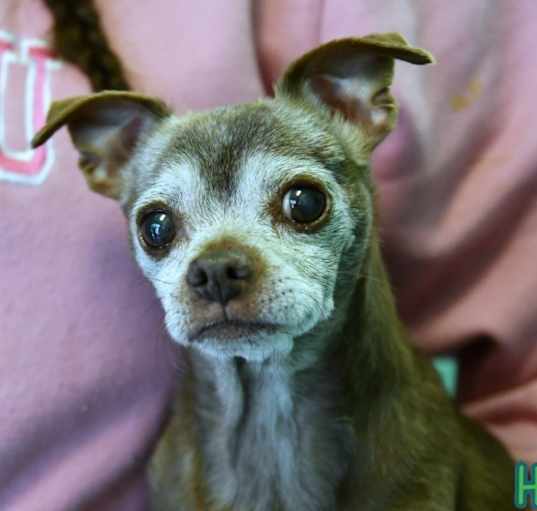 Photo of Mushu
