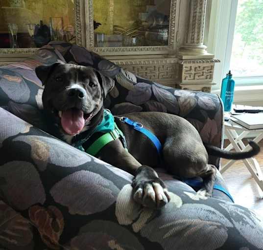 Photo of Oscar