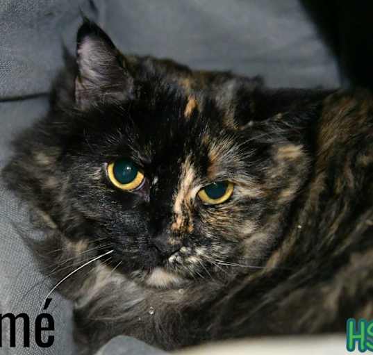 Photo of Padmé
