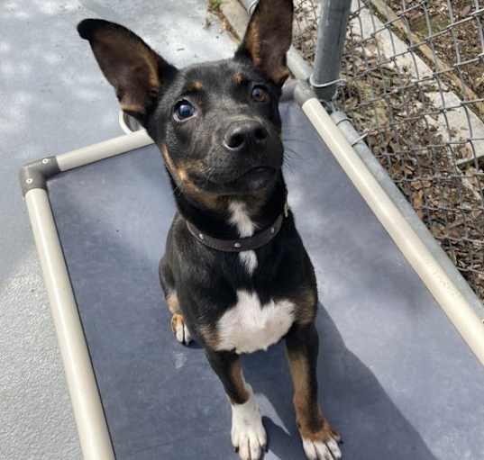 Photo of Paco