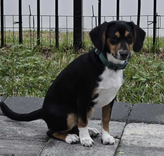 Photo of Max