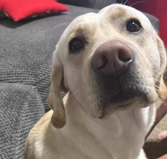 Photo of Duke
