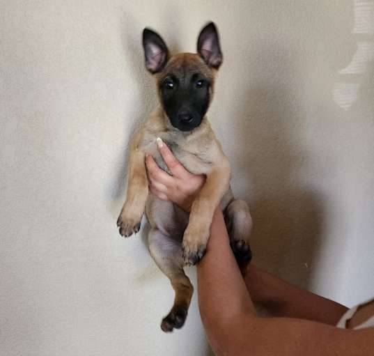 Photo of Koda