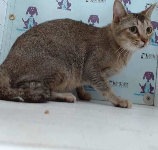 Photo of SPICY KITTY