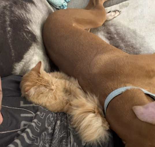 Photo of Ranger