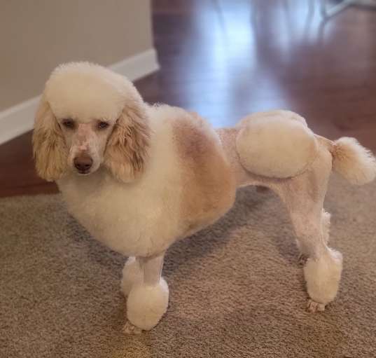 Photo of Teddy