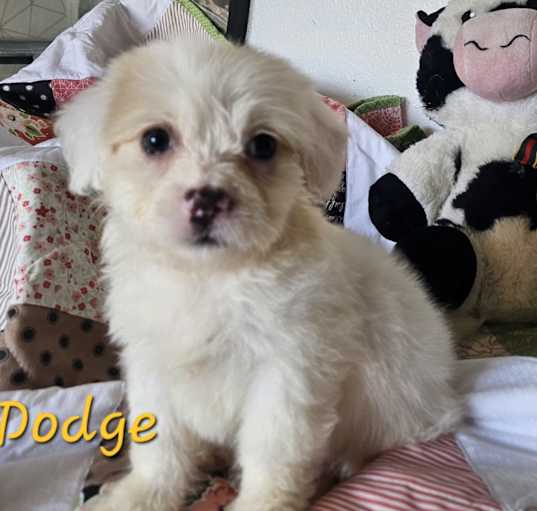 Photo of Dodge