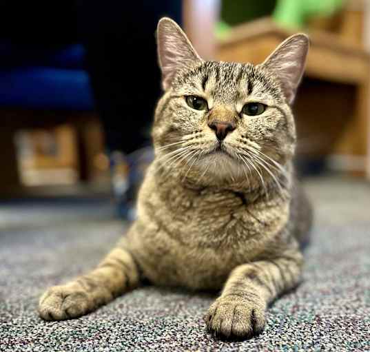 Photo of Tig