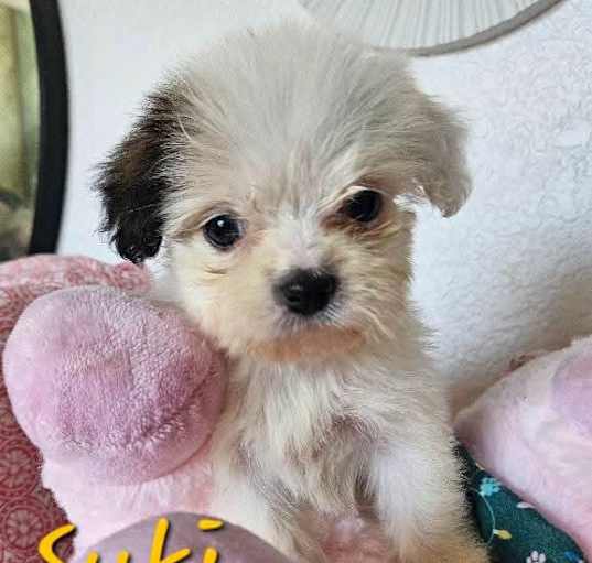 Photo of Suki