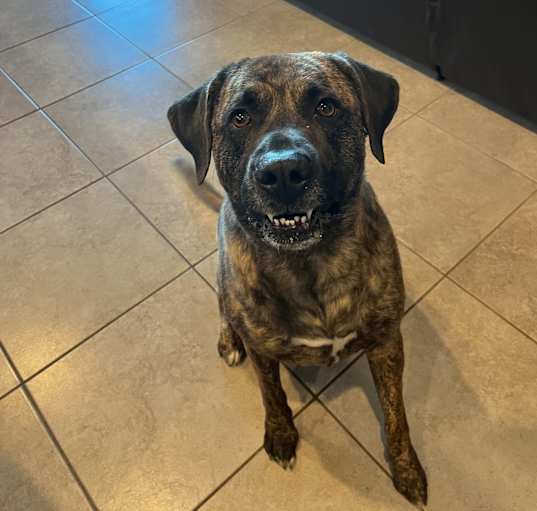 Photo of Butch