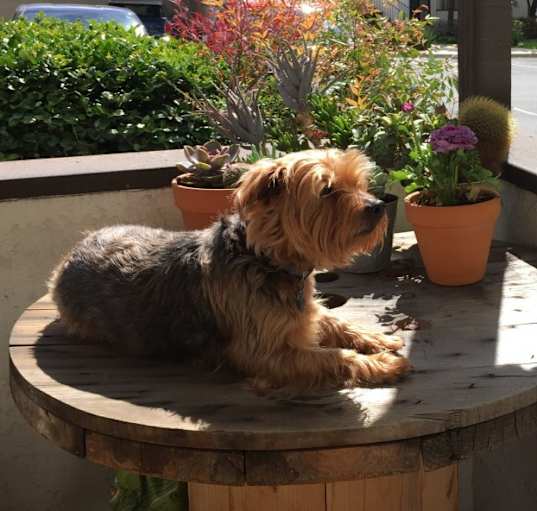 Photo of Chewey
