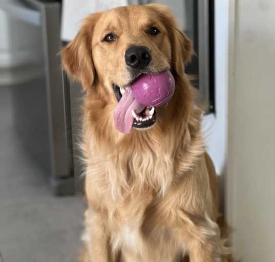 Photo of Buddy