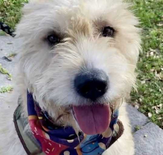 Photo of Lady