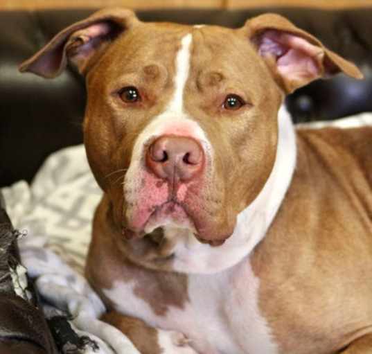 Photo of Bubba