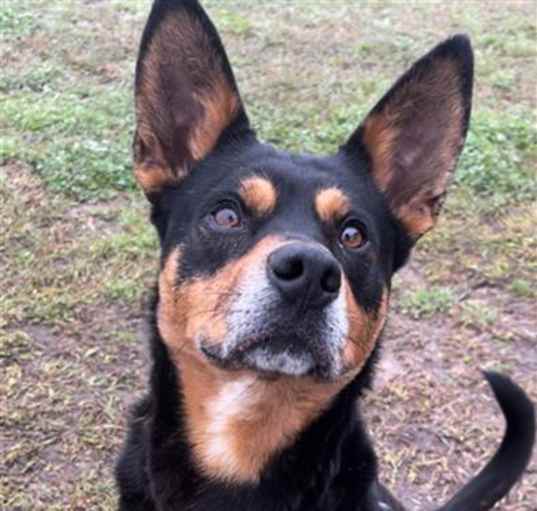 Photo of BANDIT