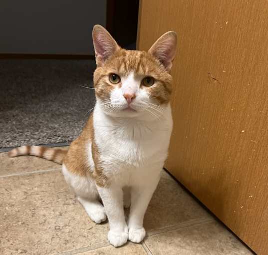 Photo of Kitty