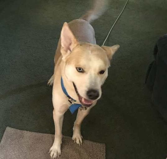 Photo of Bosco