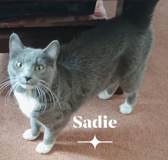 Photo of Sadie - Home to Home