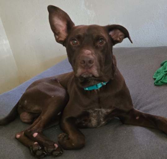 Photo of Ryder