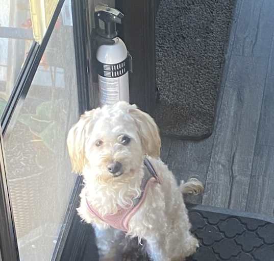 Photo of Nala