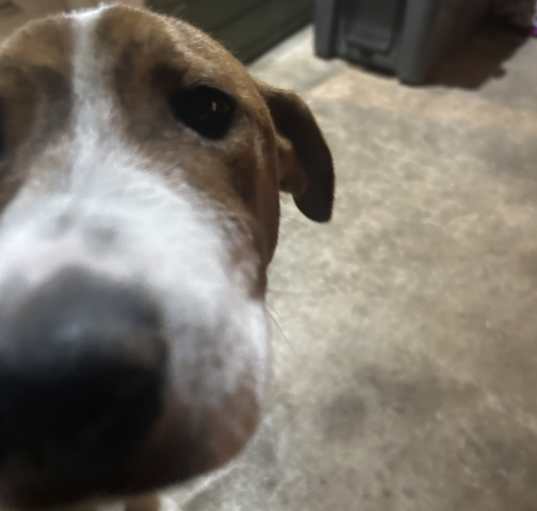 Photo of Rufus