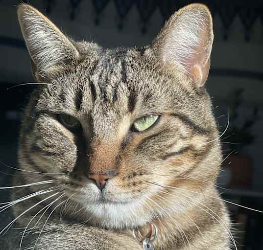 Photo of Woody
