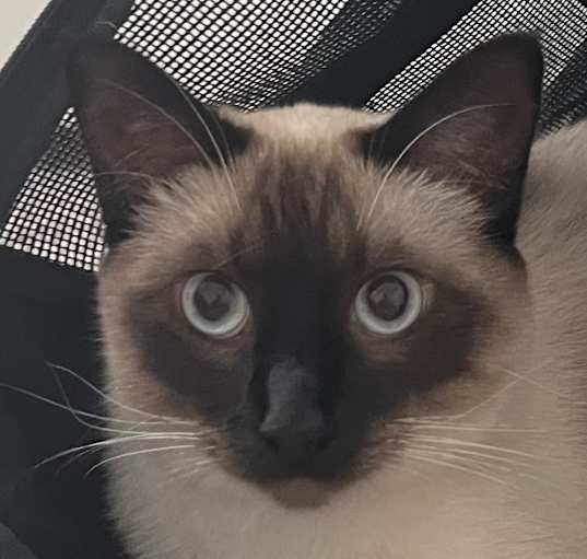 Photo of Aria