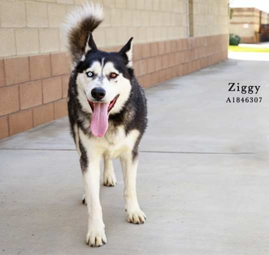 Photo of Dog
