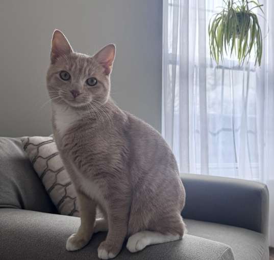 Photo of Merrick