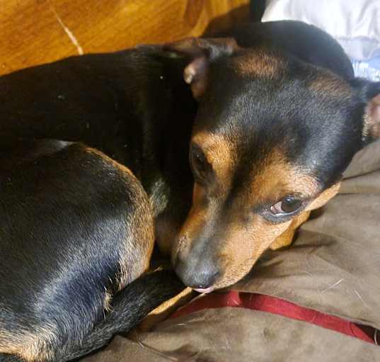Photo of Rosie