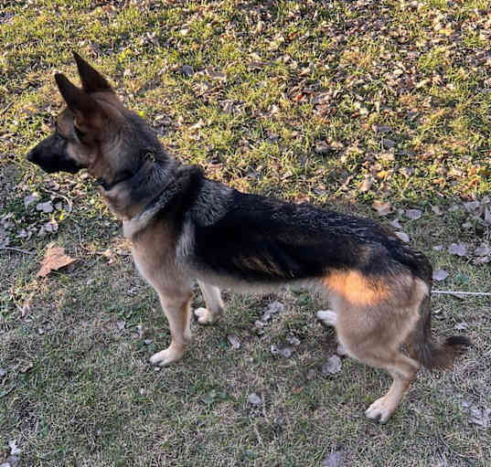Photo of Sam