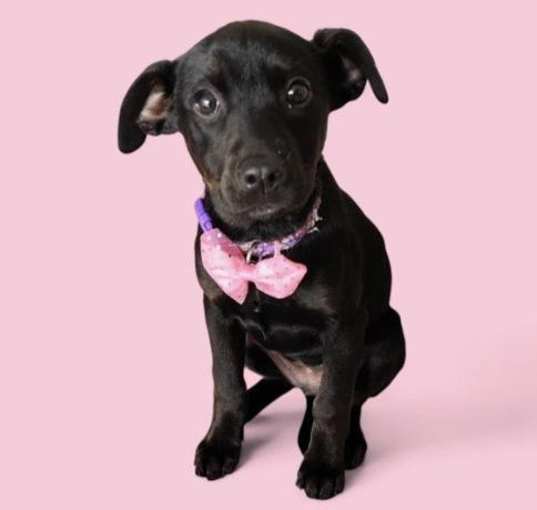 Photo of MAGGIE